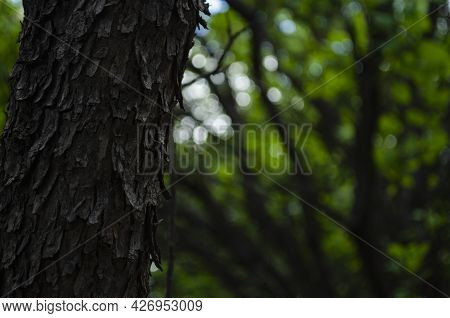 Black Old Bark Background Of The Old Bark Makes The Natural Beauty Of The Old Trees With Beautiful B