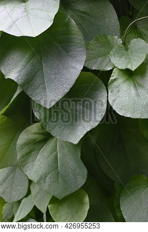 Rainy Summer Day. Climber Fragment Birthwort. On Large Green Leaves Small Drops Of Water.