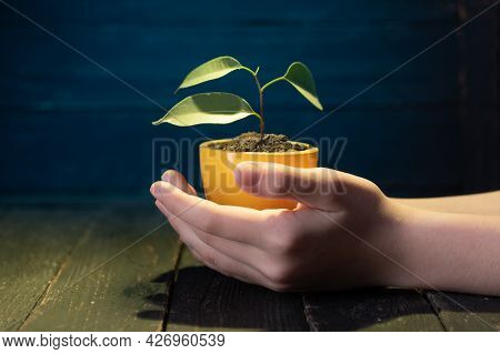 A Small Flowerpot With A Plant. Small Flowerpot In Hand. Yellow Flowerpot With A Flower. Pot And Pal