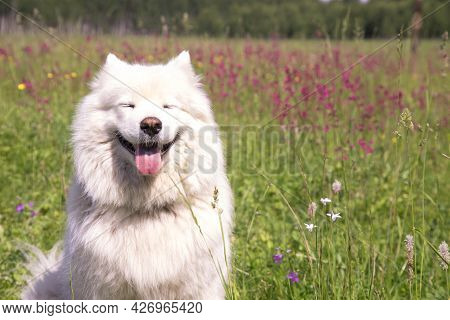 A Happy Dog Of The Samoyed Breed Sits With His Eyes Closed Against The Background Of A Blooming Mead