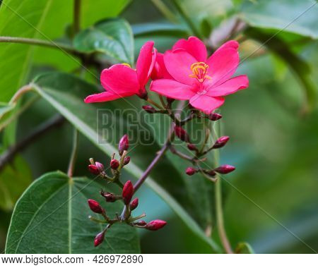 Blooming Red Flowers Jatropha Whole-edged (latin - Jatropha Integerrima)