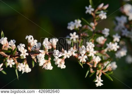 Australian Native Pink Beard Heath Flowers, Leucopogon Ericoides, Family Ericaceae, Flowering In Win