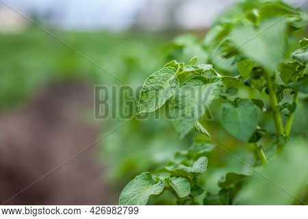 Rows Of Potatoes In The Home Garden. Preparation For Harvesting. Potato Plants In Rows On A Kitcheng