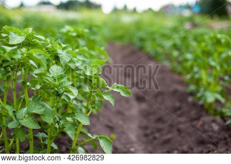 Rows Of Potatoes In The Home Garden. Preparation For Harvesting. Potato Plants In Rows On A Kitcheng
