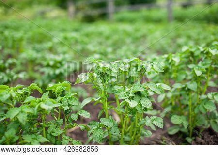 Rows Of Potatoes In The Home Garden. Preparation For Harvesting. Potato Plants In Rows On A Kitcheng
