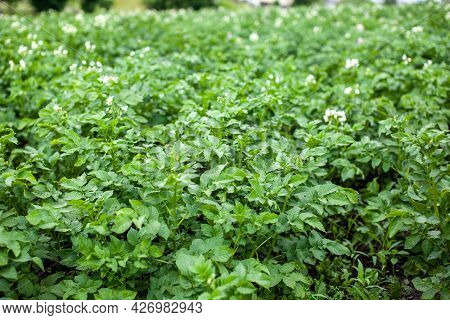 Rows Of Potatoes In The Home Garden. Preparation For Harvesting. Potato Plants In Rows On A Kitcheng