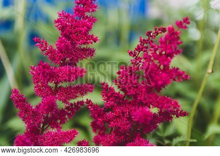 Maroon Astilba, Fluffy Dark Red Astilba Inflorescences Bloomed In Summer.
