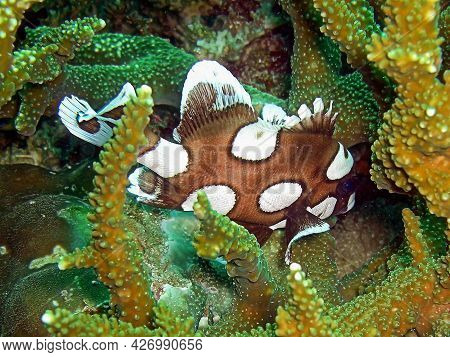 Harlequin Sweet Lips Fish In The Filipino Sea 5.3.2018