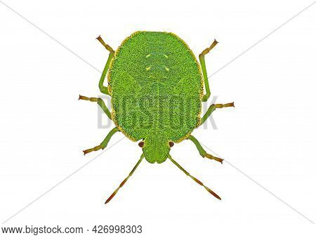 Top View Of Green Shield Bug, Palomena Prasina Nymph, Isolated On White Background