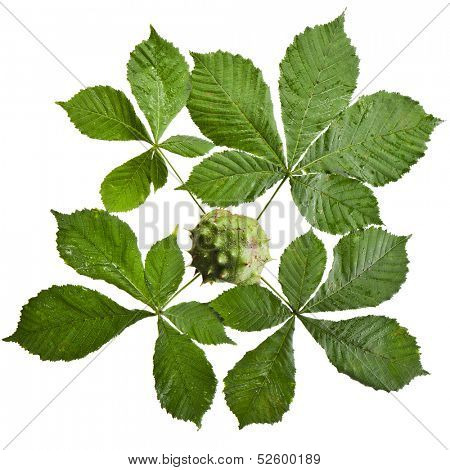 Leaves of horse chestnut tree (Aesculus hippocastanum) surface top view close up on a white background