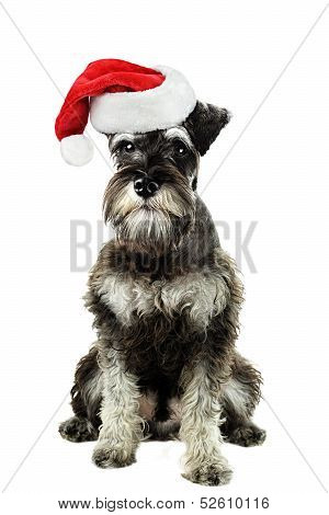 Miniature Schnauzer