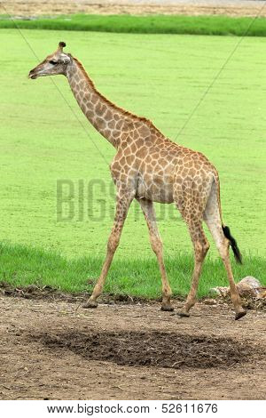 giraffes in the zoo safari park