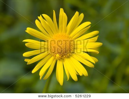 Næroptagelse af gul Daisy