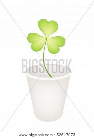 Four Leaf Clover In A Flower Pot