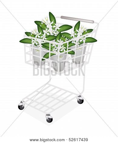 An Illustration of Cape Jasmine in A Shopping Cart