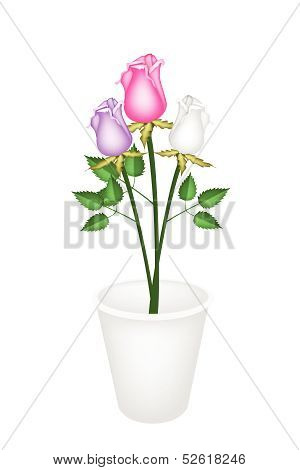 Three Beautiful Roses In White Flower Pot