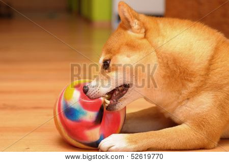 Shiba Inu Dog Destroying A Ball Toy