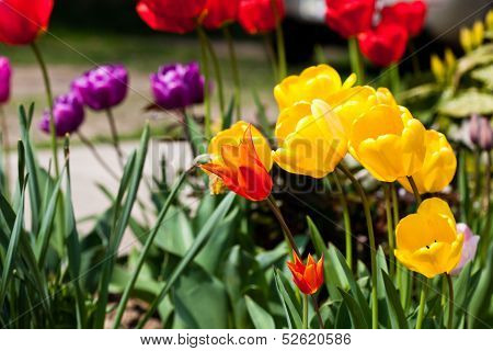 Colourfull Tulips