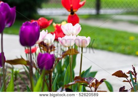 Colourfull Tulips