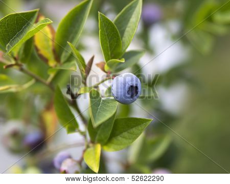 Blueberry