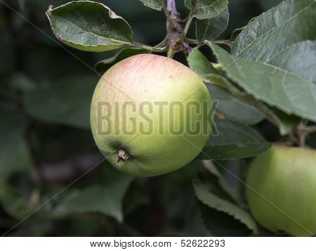 Apple Tree