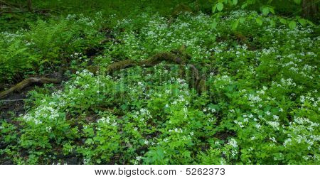 더 큰 Bittercress 꽃 침대