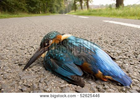 Kingfisher hit by car lying on the road