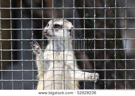 Meercat in cage