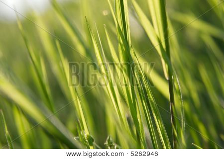 Gras