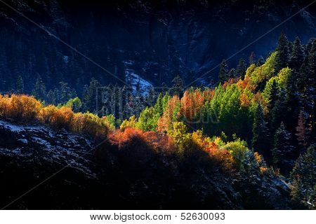 Sun light on autumn trees