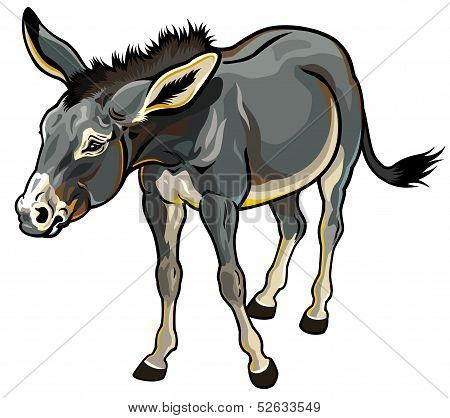 Donkey