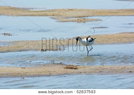 Wading bird Pied avocet walking in nature water