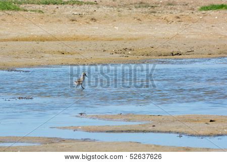 Wading baby bird Pied avocet walking in nature water