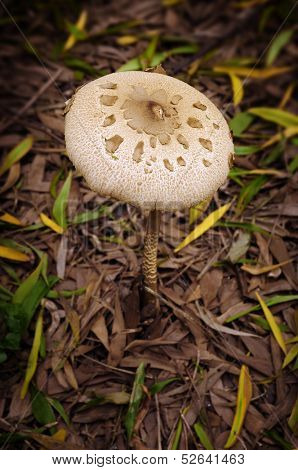 Macro-lepiota mushroom in the wood surrounded by deciduous leaves