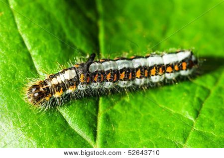 Acronicta Psi