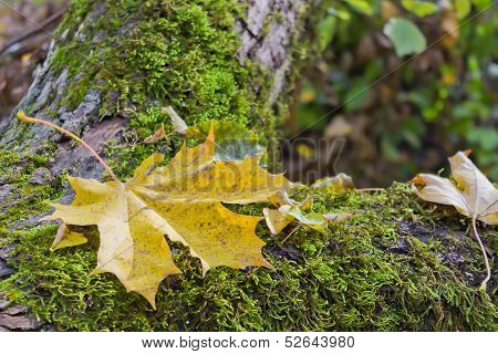 Yellow Leaves