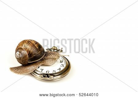 Escargot Beating Time