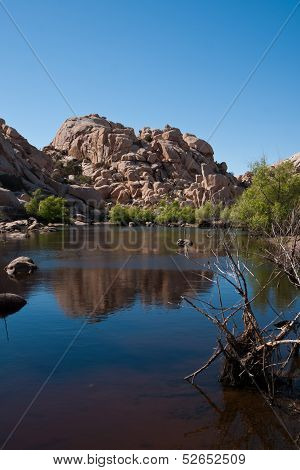 Joshua Tree Np