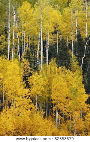 Aspen Trees With Fall Color, San Juan National Forest, Colorado