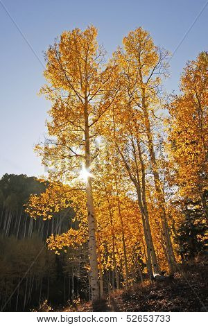 Aspen Trees With Fall Color, San Juan National Forest, Colorado