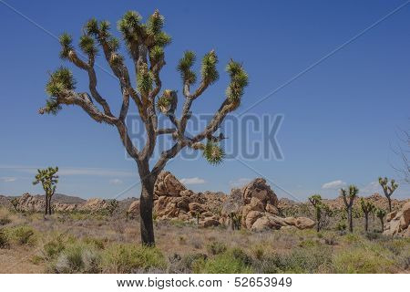 Joshua Tree Np