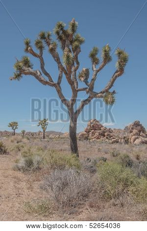 Joshua Tree Np