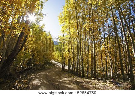 Aspen Forest In A Fall, Colorado