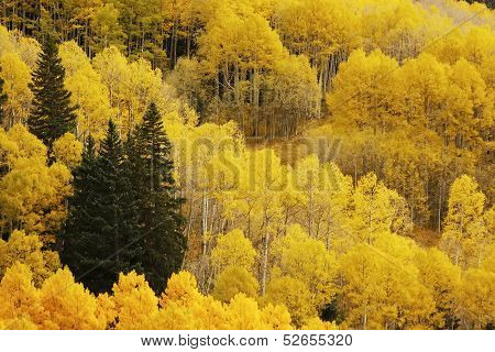 Aspen Trees With Fall Color, San Juan National Forest, Colorado