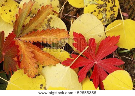 Close Up Of Colorful Leafs With Fall Color
