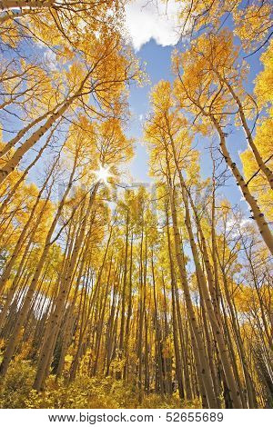 Aspen Trees With Fall Color, San Juan National Forest, Colorado