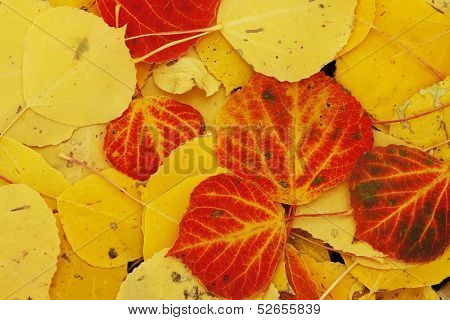 Close Up Of Colorful Leafs With Fall Color