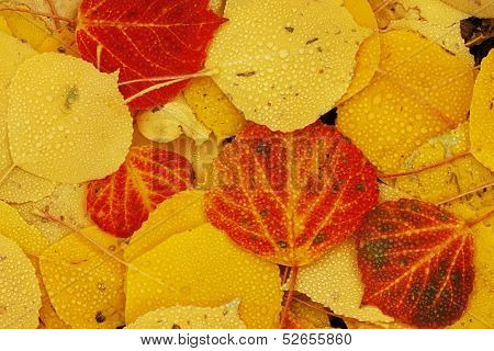 Close Up Of Colorful Leafs With Fall Color
