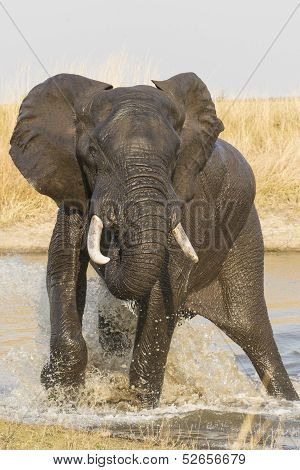 Male African Elephant Splashing In Water, South Africa