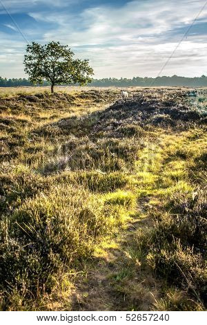 Single Horned Sheep In A Moorland